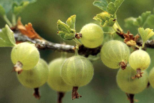 Oregon Champion Gooseberry